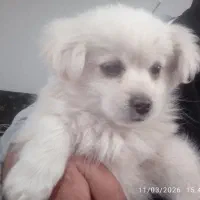 سگ سفید پا کوتاه