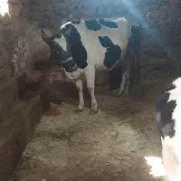 گاو و گوساله هلشتاین|حیوانات مزرعه|موچش, |دیوار