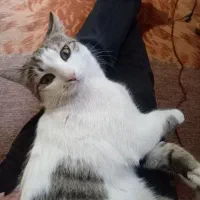 گربه سفید خالخالی|گربه|شیراز, شاهچراغ|دیوار