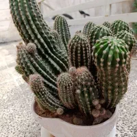 گل کاکتوس|گل و گیاه طبیعی|مشهد, هنرور|دیوار