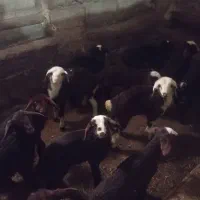 ۵۰عدد گوسفند بره دار. یلنی آبستن|حیوانات مزرعه|سرعین, |دیوار