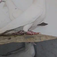 کبوتر دم سیاه