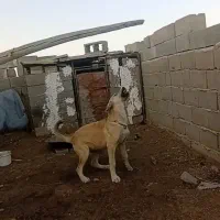 سگ گم شده در بین روستای شاهتپه ویاریجان خالصه|سگ|میاندوآب, |دیوار