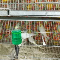 عروس هلندی|پرنده|مشهد, قائم|دیوار