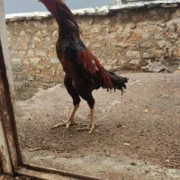 مرغ و خروس لاری|حیوانات مزرعه|پاوه, |دیوار