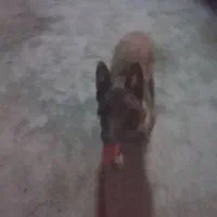 سگ مانینیوز|سگ|سنندج, |دیوار