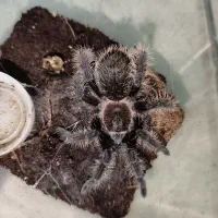 آکواریوم های ماهیران، دلسا، آکوا، apa|ماهی|شیراز, درکی|دیوار