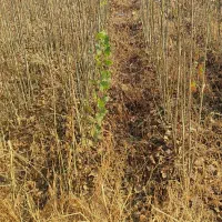 نهال صنوبر|گل و گیاه طبیعی|میاندوآب, |دیوار