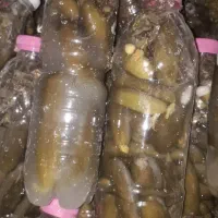 خیار شور همدان ارگانیک