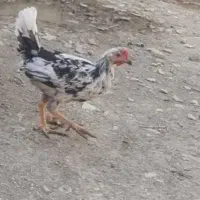 وارگ و خروس و نیمچه گلین