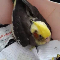 عروس هلندی جوجه 50 روزه پاهاش مشکل داره