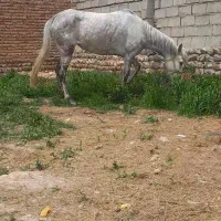 اسب‌مادیون‌۳ساله