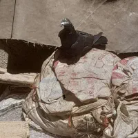 کفتر|پرنده|کنگاور, |دیوار