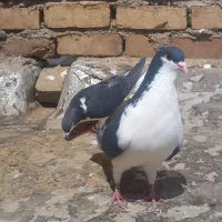 کبوتر پرنده