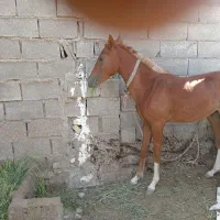 باسلام خدمت دوستان یک کوره اسب حمدانی