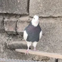 تعدادی طوق سیاه و سرکه ای|پرنده|کوهبنان, |دیوار