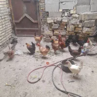 ۱۴ عدد مرغ خروس محلی اصل جوان|حیوانات مزرعه|بهبهان, |دیوار