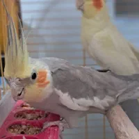 فروش جفت عروس هلندی مولد