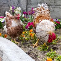 ویاندوت اورنج