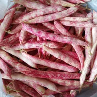 لوبیا چیتی و خورشتی (تازه چین)