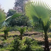 فروش پالم و فونیکس|خدمات باغبانی و درختکاری|هشتگرد, فاز ۲ مهستان|دیوار