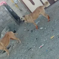 سگ پژدر|سگ|سنندج, |دیوار