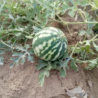 هندوانه تکنفره مخصوص یلدا اقتصادی|خوردنی و آشامیدنی|بندر دیر, |دیوار