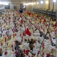 کارگر مرغداری