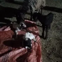 شیشک همو و هترو زیگوت آبستن