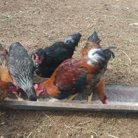 خلنگ و خروس