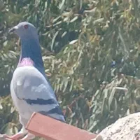 جفت جوجه پلاکی و کبوتر پلاکی نر