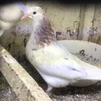 کبوتر|پرنده|کیش, |دیوار