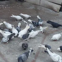 کبوتر پرشی|پرنده|ساری, |دیوار