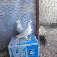 کبوترساراغون المانی درچناران|پرنده|چناران, |دیوار