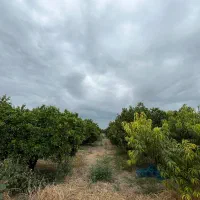 باغ-مرکبات-پرتقال-در-بافت-روستا