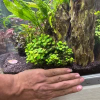 گیاه پلنت انوبیاس