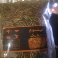 میلورم زنده و خشک طلایی