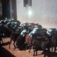 فروش بز ه بره نر برا پرواربندی|حیوانات مزرعه|اشتهارد, |دیوار