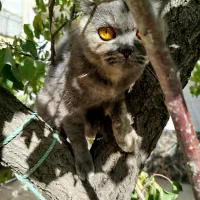 گربه اسکاتیش