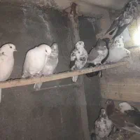 غریب کیری تیر ماهی|پرنده|خنداب, |دیوار