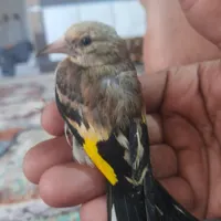 قناری سهره جوجه|پرنده|گنبد کاووس, |دیوار