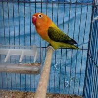 برزیلی اوپال یووینگ