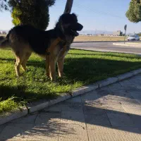 سگ نگهبان و..