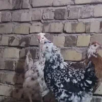 6 عدد مرغ گلین لری ریشو|حیوانات مزرعه|بوئین زهرا, |دیوار