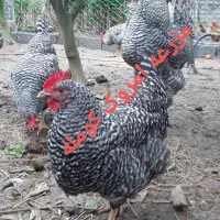 جوجه ی امروک آمریکایی اصیل|حیوانات مزرعه|لنگرود, |دیوار