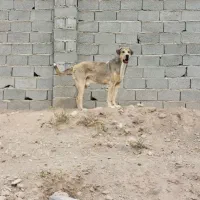 واگذاری توله عراقی