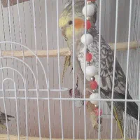 عروس‌هلندی|پرنده|اردبیل, |دیوار