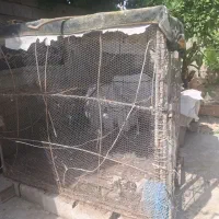 لونه مرغ 2×2 محکم بزرگ با کیفیت