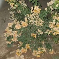 نیرو کار برای فروشگاه و باغبانی با محتوای ذکر شده