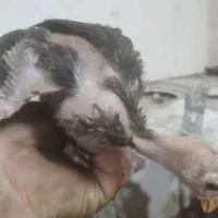 جوجه لاری اصیل